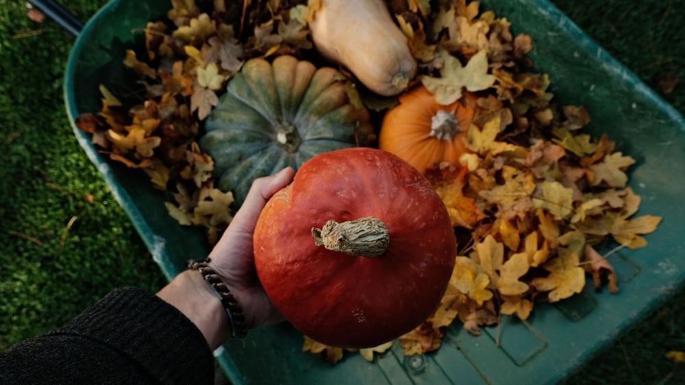 pompoenen in de tuin